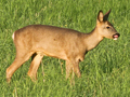 Roe Deer